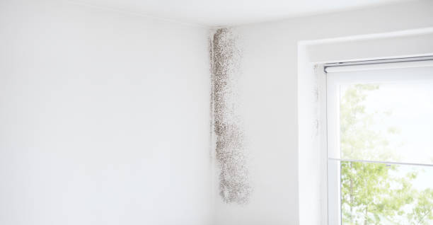  Athena, OR Mold Removal Pros