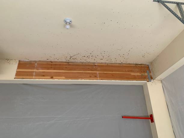 Mold Remediation for Rental Properties in Athena, OR